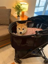 おすましさんでハイポーズ✌