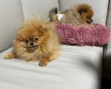 チャンピオン犬もお気に入り