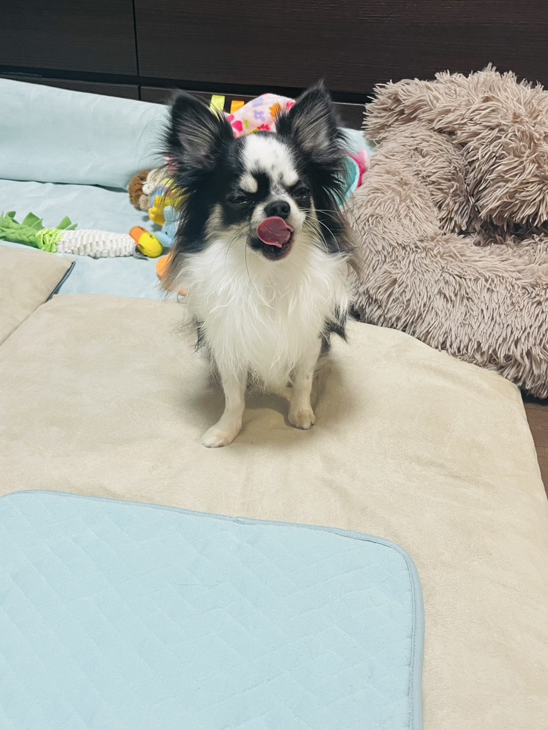 チャンピオンヴェル君も♡