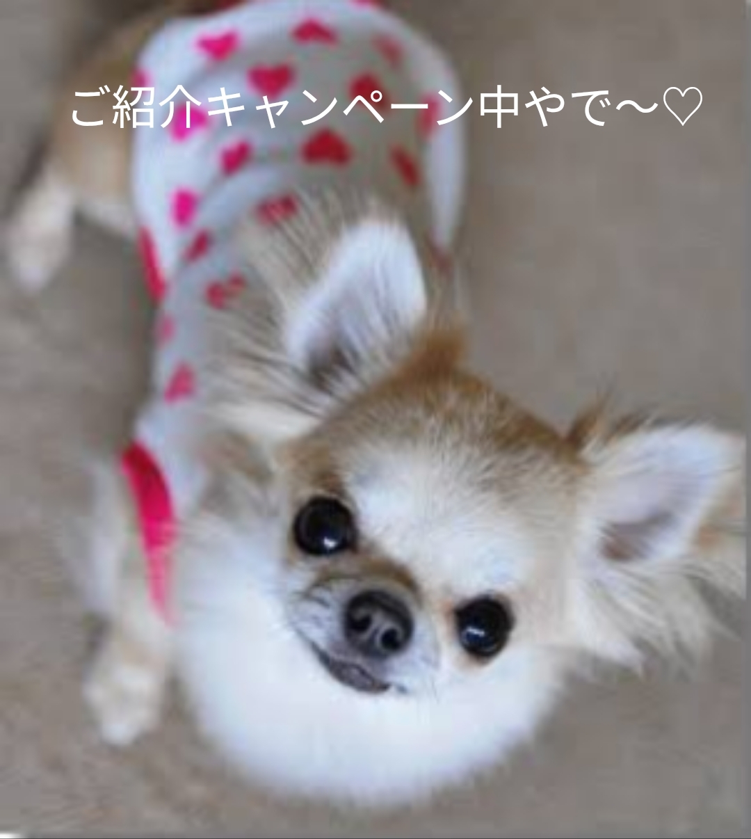 【犬道】ご紹介キャンペーン